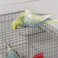 فروش مرغ عشق پروانه ای نر جوان|پرنده|برازجان, |دیوار