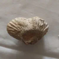 فسیل زیبا و با ارزش