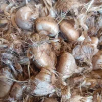 پیاز زعفران آماده کشت