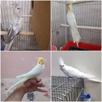 عروس هلندی ماده