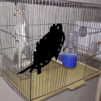 یک طوطی عروس هلندی