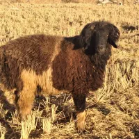 گوسفند قوچ بره کوهه|حیوانات مزرعه|کامفیروز, |دیوار