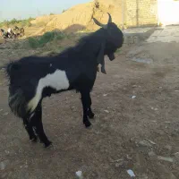بزنرافقانی|حیوانات مزرعه|اهواز, ملاشیه|دیوار