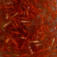 ماهی قرمز|ماهی|شاهرود, |دیوار