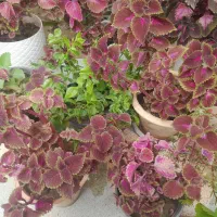 گلهای طبیعی