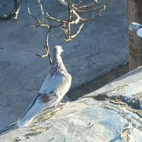 ماده گچی پرر