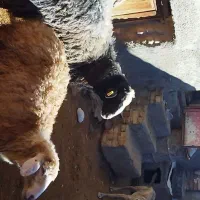 قوچ هترو|حیوانات مزرعه|اسفراین, |دیوار