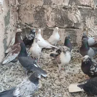 ۳۰ طوق کفتر ماده پرشی قرچک ورامین|پرنده|قرچک, پویینک|دیوار