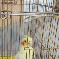 یک جفت عروس هلندی|پرنده|شاهین‌شهر, خانه کارگر|دیوار