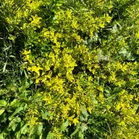 شمشادطلایی و نعنایی و سبز