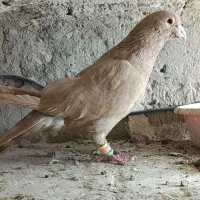 زرد کرمونی اصل نر