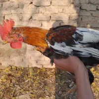 تعدادی خروس