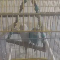 فروش یک جفت مرغ عشق