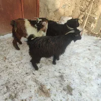 سه عدد گیسگ نر|حیوانات مزرعه|دهگلان, |دیوار