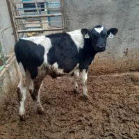 گوساله نر|حیوانات مزرعه|بوئین زهرا, |دیوار