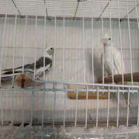 عروس هلندی البینو