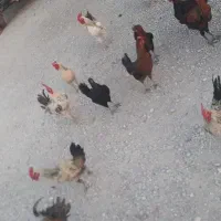 مرغ و خروس فروشی