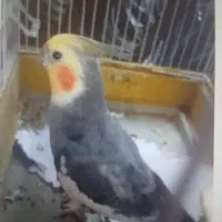 گمشده عروس هلندی خاکستری نر