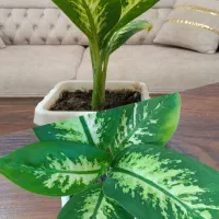 گل طبیعی دیفن باخیا|گل و گیاه طبیعی|نقده, |دیوار