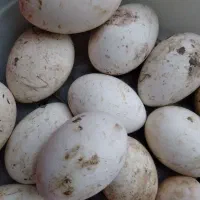 تخم غاز و اردک