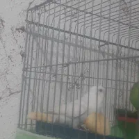 مرغ عشق هلندی سفید|پرنده|شیراز, شهرک مهدی‌آباد|دیوار
