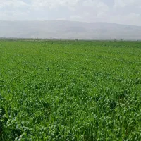 زمین-باغ-نو-139-5