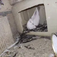 پرنده کفتر گمشده