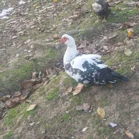 اردک اسرائیلی نر سنگین وزن|حیوانات مزرعه|اطاقور, |دیوار