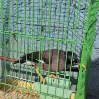 مینا رام سخنگو|پرنده|تهران, تهرانپارس جنوبی|دیوار