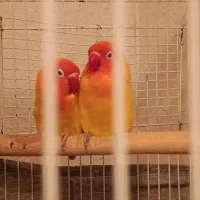 جفت طوطی برزیلی مولد|پرنده|شیراز, آبیاری|دیوار