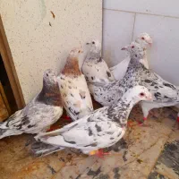 چند جفت سار سرور هفترنگ
