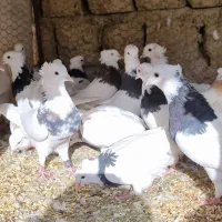کبوتر طوقی|پرنده|مبارکه, |دیوار