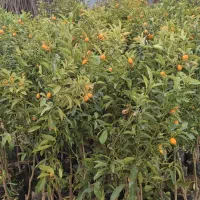 عمده و خرده فروشی|خدمات باغبانی و درختکاری|بروجرد, |دیوار