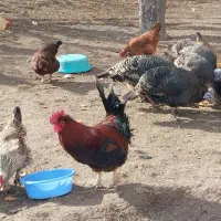 خروس مرغ بوقلمون|حیوانات مزرعه|اردبیل, |دیوار