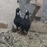 جوجه پلنگ نر. ونروماده