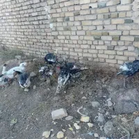 چندعددبقلمو وغاز به فروش میرسد|حیوانات مزرعه|قیدار, |دیوار