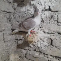 ساده اعقون نر|پرنده|مشهد, پنجتن|دیوار