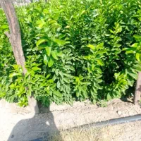 نهالستان رحمان نوری|خدمات باغبانی و درختکاری|خفر, |دیوار