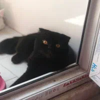 گربه