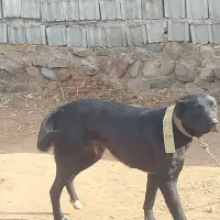 ماده سرابی ۱۲ ماه|سگ|باسمنج, |دیوار