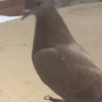 کفتر زرد زینتی