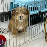 سگ شیتزو نر ۳ماهه|سگ|لاهیجان, حاجی آباد|دیوار