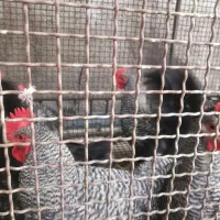 جوجه مرغ و خروس آمروک 3 ماهه