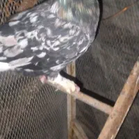 کفتر  کبوتر رنگی