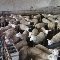 بره ماده رومن ،گوسفند رومن