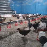 قفس منبری با مرغ