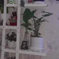 گیاه بابا آدم