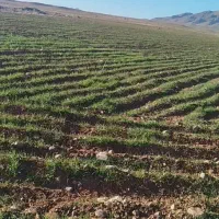اجاره ۱۰ هکتار زمین کشاورزی