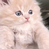 پیشی ناز گربه|گربه|مرودشت, مسجد رسول‎|دیوار