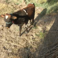 گاو و گوساله نر